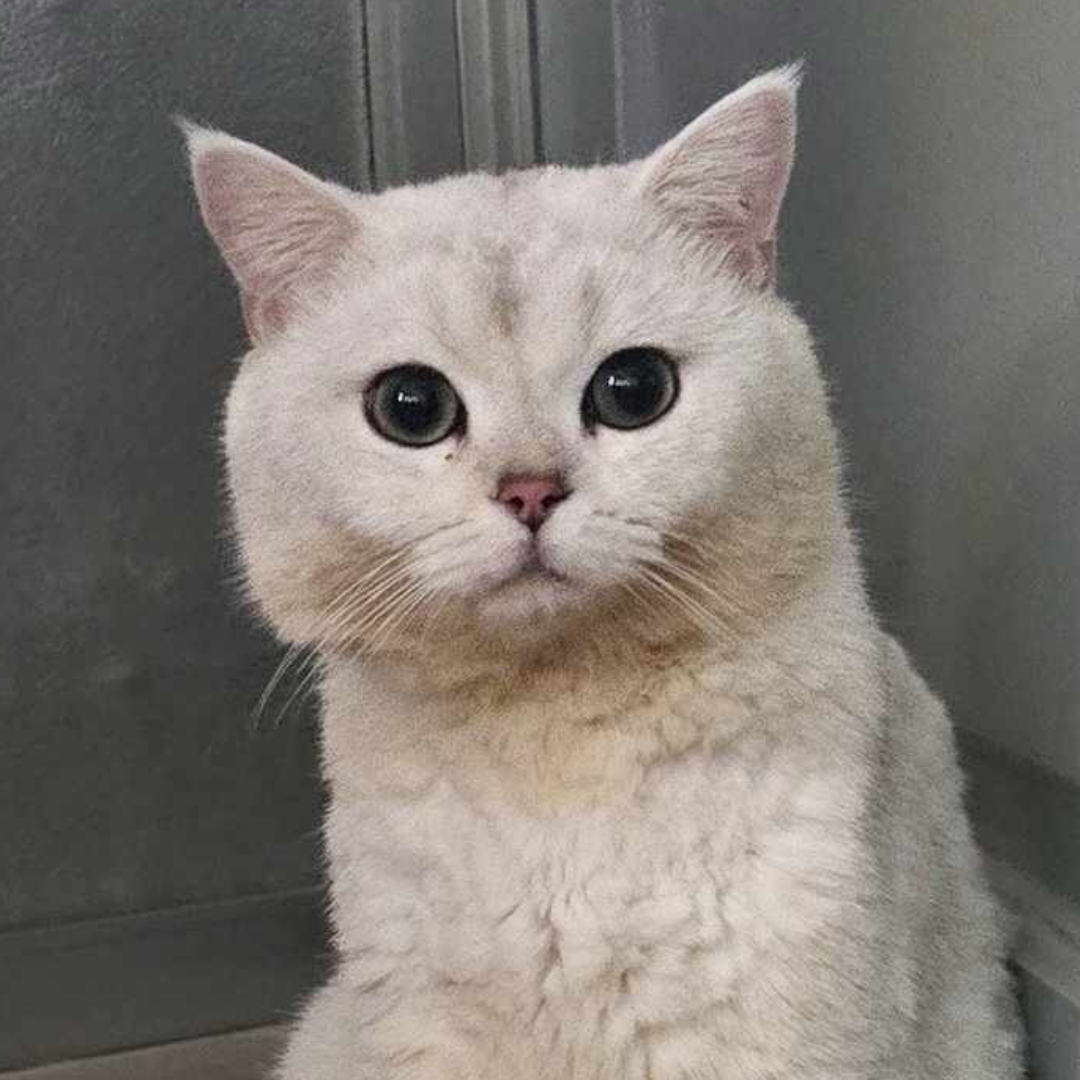 Bubba of Birch & Bramble